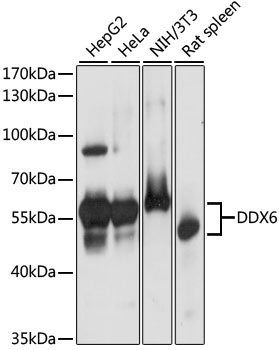 DDX6 Rabbit Polyclonal Antibody