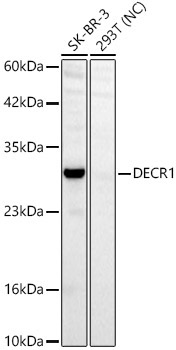 DECR1 Rabbit Polyclonal Antibody