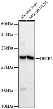 DECR1 Rabbit Polyclonal Antibody - Image 2