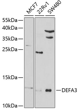 DEFA3 Rabbit Polyclonal Antibody