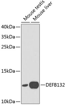 DEFB132 Rabbit Polyclonal Antibody