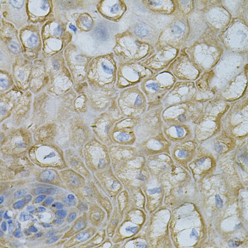 DEFB132 Rabbit Polyclonal Antibody - Image 2