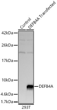 DEFB4A Rabbit Polyclonal Antibody