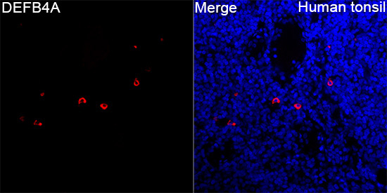 DEFB4A Rabbit Polyclonal Antibody - Image 2