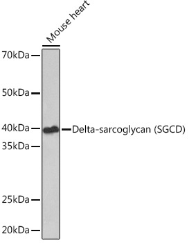Delta-sarcoglycan (SGCD) Rabbit Monoclonal Antibody - Image 2