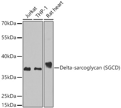 Delta-sarcoglycan (SGCD) Rabbit Polyclonal Antibody