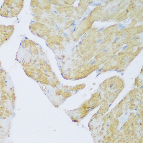 DENR Rabbit Polyclonal Antibody - Image 2