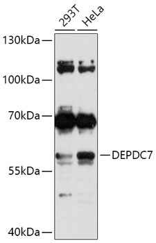 DEPDC7 Rabbit Polyclonal Antibody