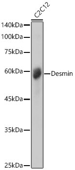 Desmin Rabbit Polyclonal Antibody