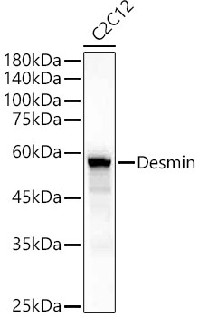 Desmin Rabbit Polyclonal Antibody