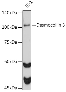 Desmocollin 3 Rabbit Monoclonal Antibody