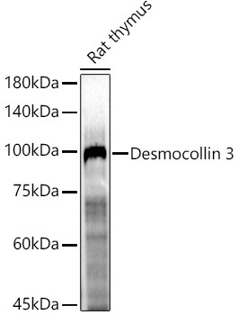 Desmocollin 3 Rabbit Polyclonal Antibody