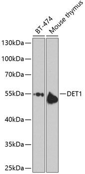 DET1 Rabbit Polyclonal Antibody