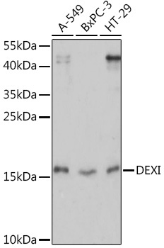 DEXI Rabbit Polyclonal Antibody