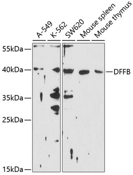 DFFB Rabbit Polyclonal Antibody