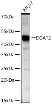 DGAT2 Rabbit Polyclonal Antibody