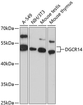 DGCR14 Rabbit Polyclonal Antibody