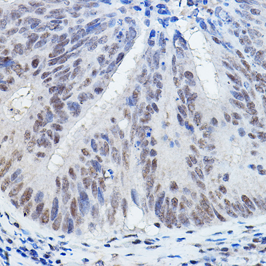 DGCR8 Rabbit Polyclonal Antibody - Image 4