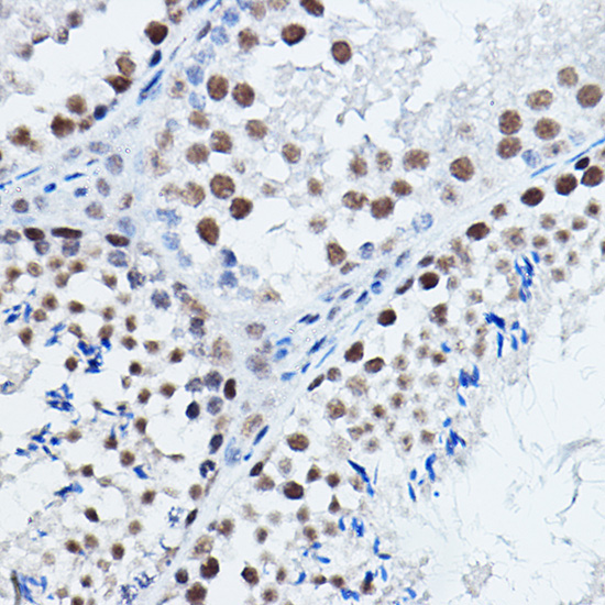 DGCR8 Rabbit Polyclonal Antibody - Image 5