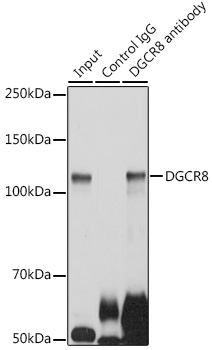 DGCR8 Rabbit Polyclonal Antibody - Image 6