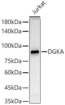 DGKA Rabbit Monoclonal Antibody - Image 2