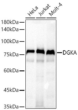 DGKA Rabbit Polyclonal Antibody