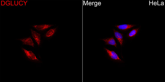 DGLUCY Rabbit Polyclonal Antibody - Image 2