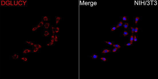 DGLUCY Rabbit Polyclonal Antibody - Image 3