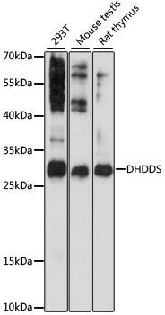 DHDDS Rabbit Polyclonal Antibody