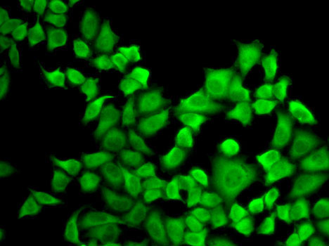 DHFR Rabbit Polyclonal Antibody - Image 2