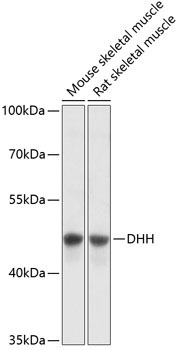 DHH Rabbit Polyclonal Antibody