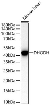 DHODH Rabbit Polyclonal Antibody