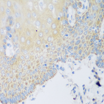 DHODH Rabbit Polyclonal Antibody - Image 3