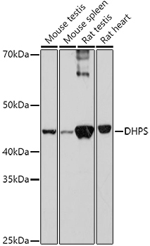 DHPS Rabbit Polyclonal Antibody - Image 2