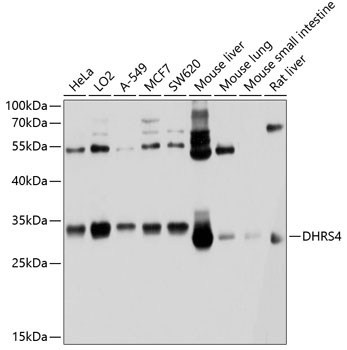 DHRS4 Rabbit Polyclonal Antibody