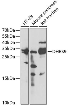 DHRS9 Rabbit Polyclonal Antibody - Image 2