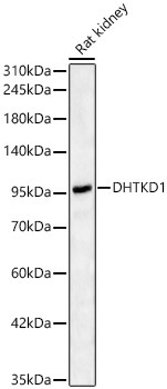 DHTKD1 Rabbit Polyclonal Antibody - Image 2