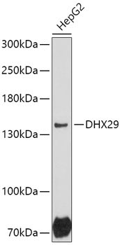 DHX29 Rabbit Polyclonal Antibody