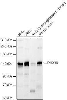 DHX30 Rabbit Polyclonal Antibody