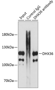 DHX36 Rabbit Polyclonal Antibody - Image 2