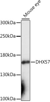 DHX57 Rabbit Polyclonal Antibody