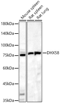 DHX58 Rabbit Polyclonal Antibody