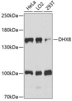 DHX8 Rabbit Polyclonal Antibody
