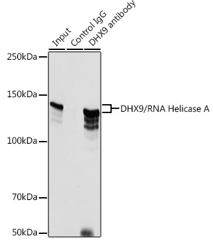 DHX9/RNA Helicase A Rabbit Polyclonal Antibody - Image 4