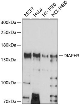 DIAPH3 Rabbit Polyclonal Antibody