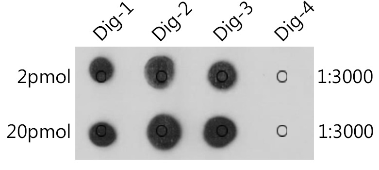 Digoxin Rabbit Monoclonal Antibody