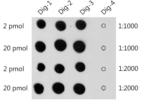 Digoxin Rabbit Polyclonal Antibody