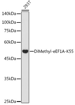 DiMethyl-eEF1A-K55 Rabbit Polyclonal Antibody