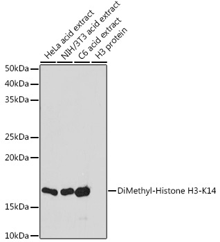 DiMethyl-Histone H3-K14 Rabbit Polyclonal Antibody
