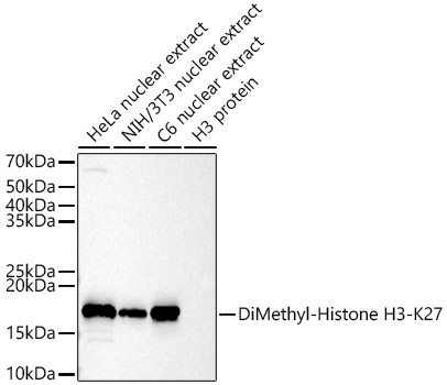 DiMethyl-Histone H3-K27 Rabbit Polyclonal Antibody